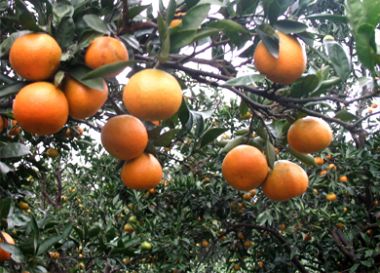 地里的橘子紅了