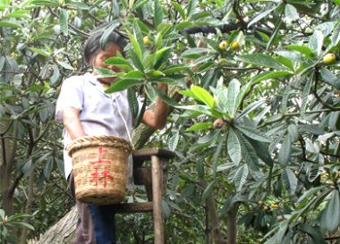 婆婆親手采摘枇杷